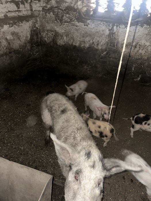 Мангали мангальскі свині вʼєтнамські