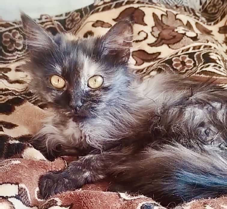 Котята 4мес красивая кошечка черная котик черный табби кішечка котенок