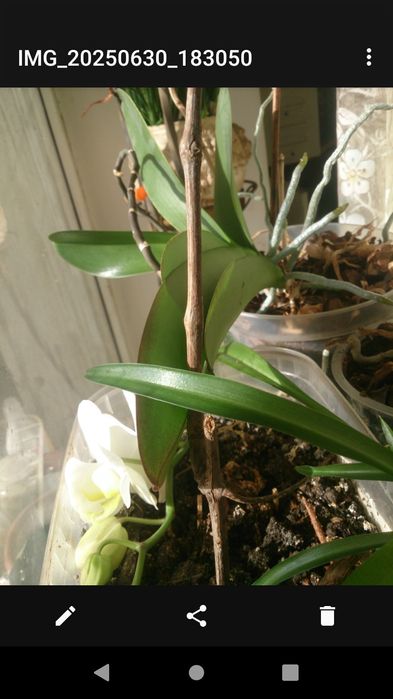 Орхідея вазониии