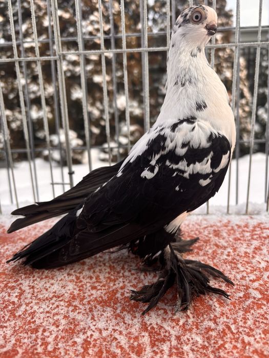 Motyl Warszawski samica 24r