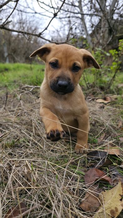 Метиси стаффа Віддам у добрі родини