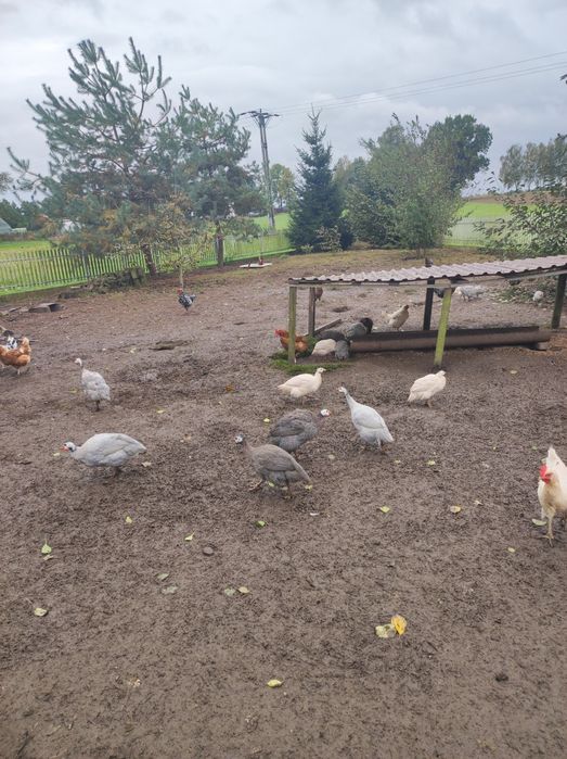 Sprzedam perliki perliczek niema kaczkę dwa kaczory koguty mieszane