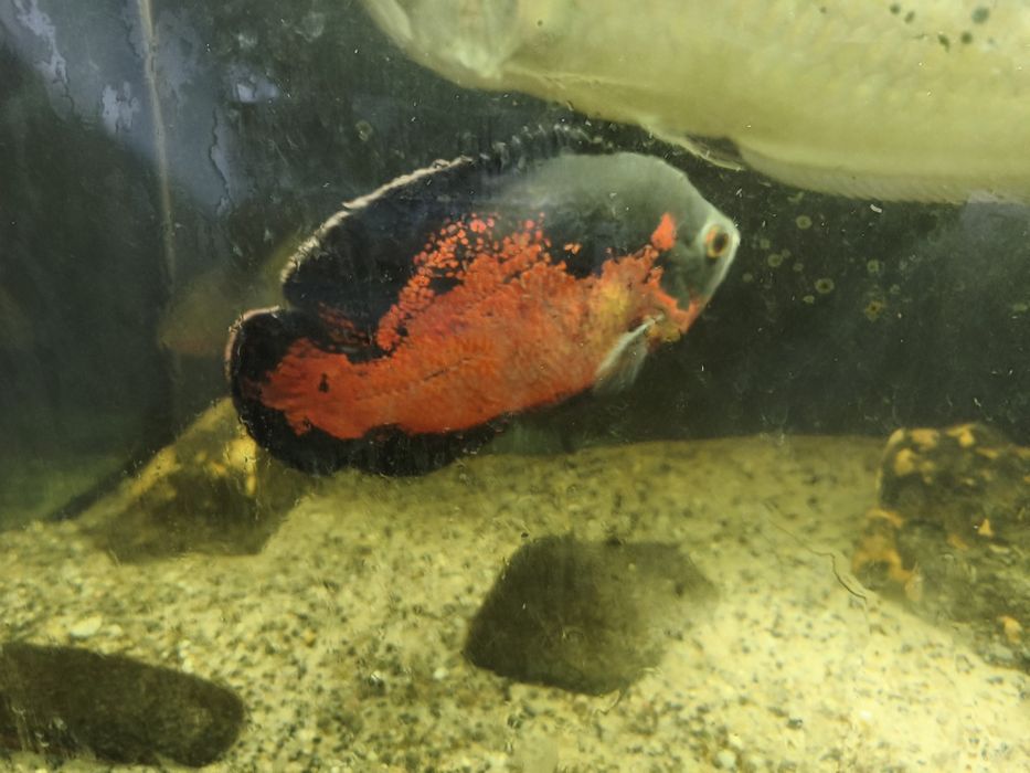 Peixes Monstrer/Grandes