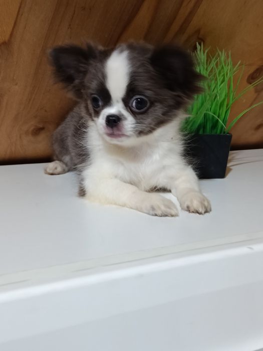 Гарнюній  блакитно-білий чихуахуа