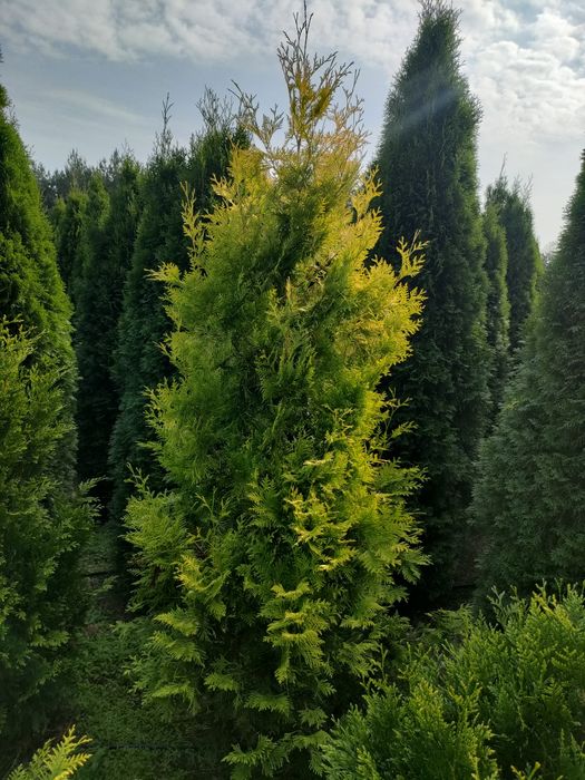 Tuje szmaragd, tuja AURESCENS żółta wysokość 250 cm w cenie 130 zł.