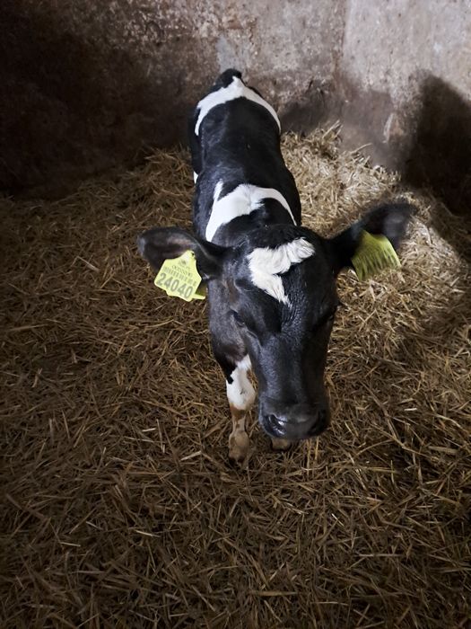 Sprzedam Byczki Cielaki