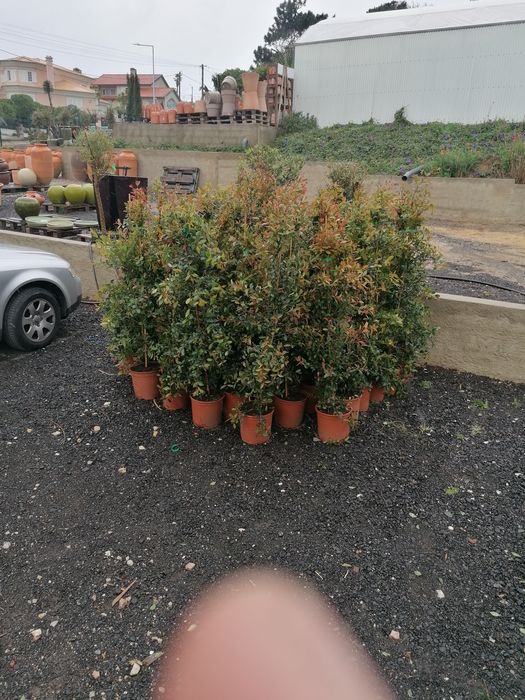 Eugenias Myrtifolia Newport