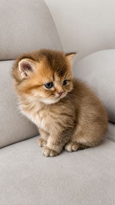 шотландские котята шотландський котик