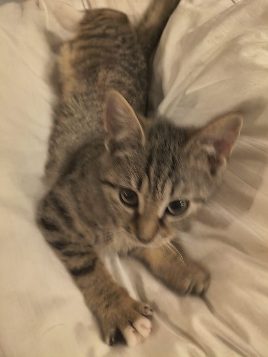 Małe kotki szukają domków