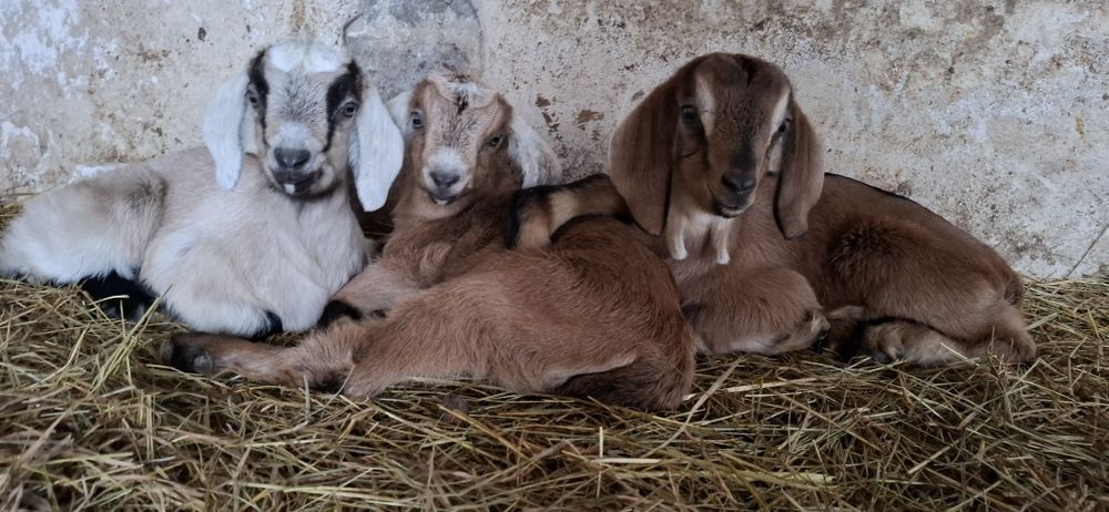Koza capek do odpojenia