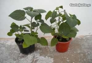 physalis, planta biologica