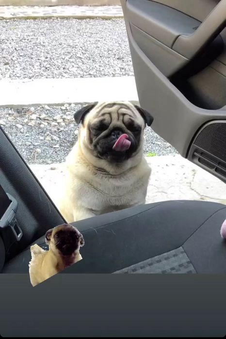 В’язка Мопсів, хлопчик Мопс для в’язки