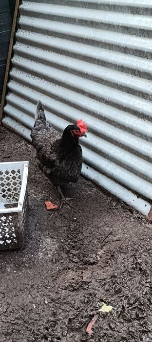 Galinhas Poedeiras e Galo