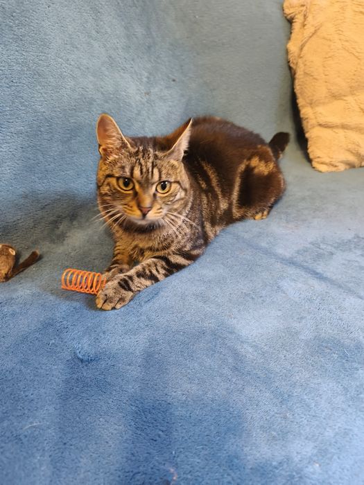 Grzybek vel Gru potrzebuje domku