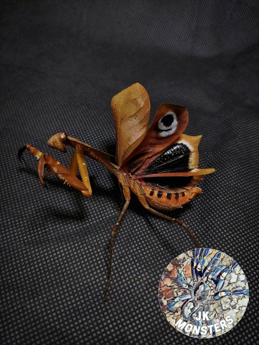 Modliszka Deroplatys desiccata+gratisy