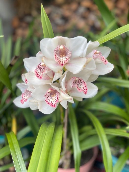 Orquídeas para venda