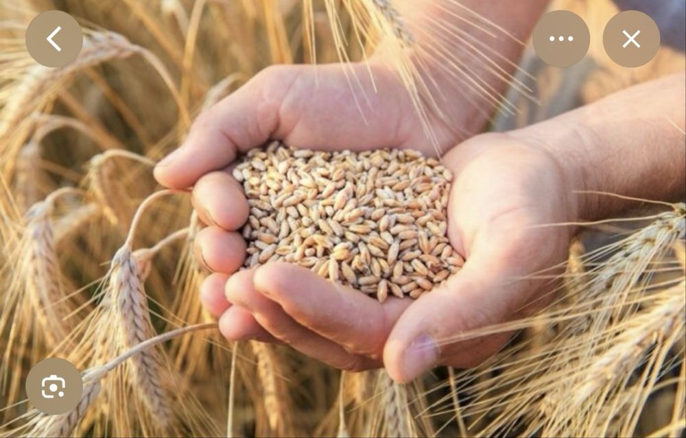 Продам зерно пшениця, кукурудза