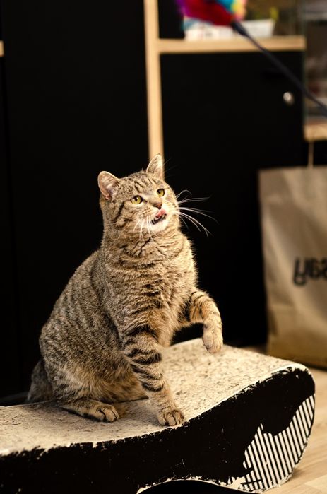 Kot, kocurek, kociak, kocurek szuka domu