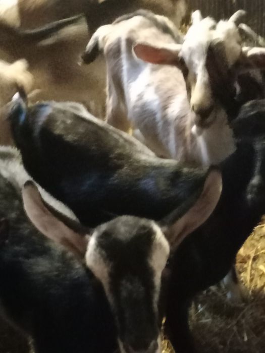 Kozy młode pięcio miesięczne