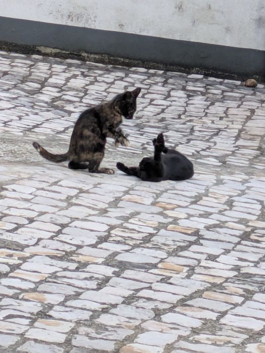 3 gatinhos bebés para adopção - gatos
