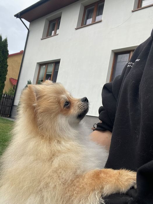 Szpic miniaturowy Pomeranian – rudo-sobolowy chłopczyk
