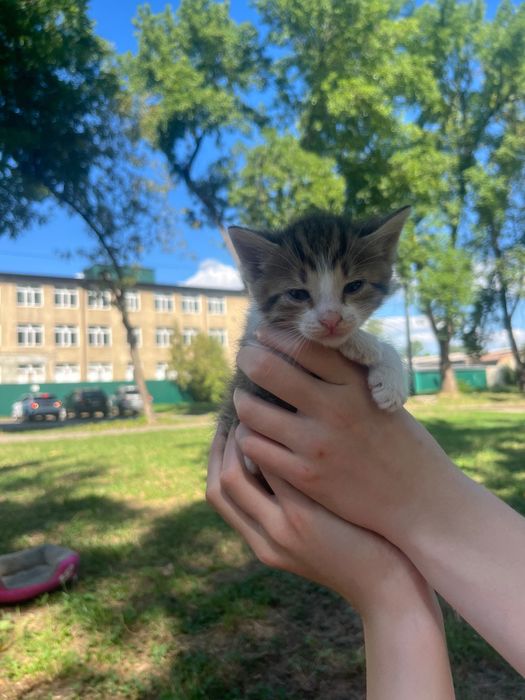 кошенята в добрі руки