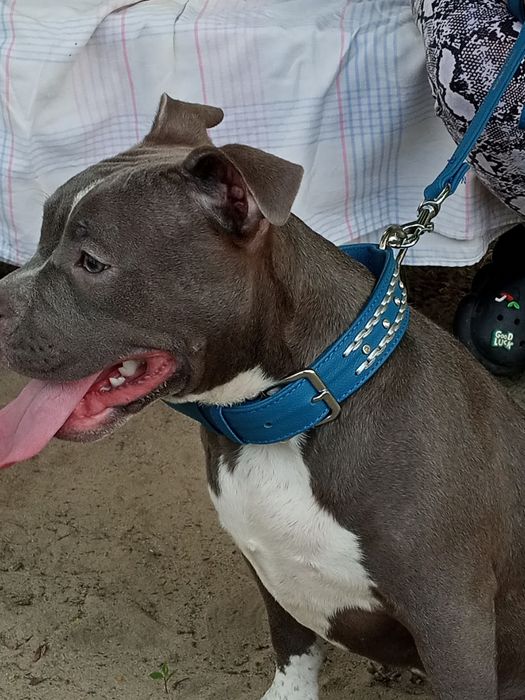 Подрощенные девочки Американский Булли