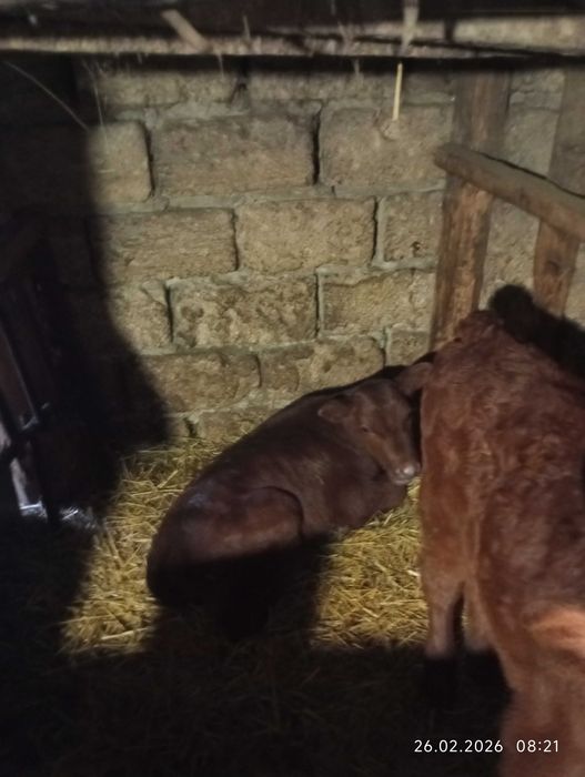 Телята телки 2-3 недели .