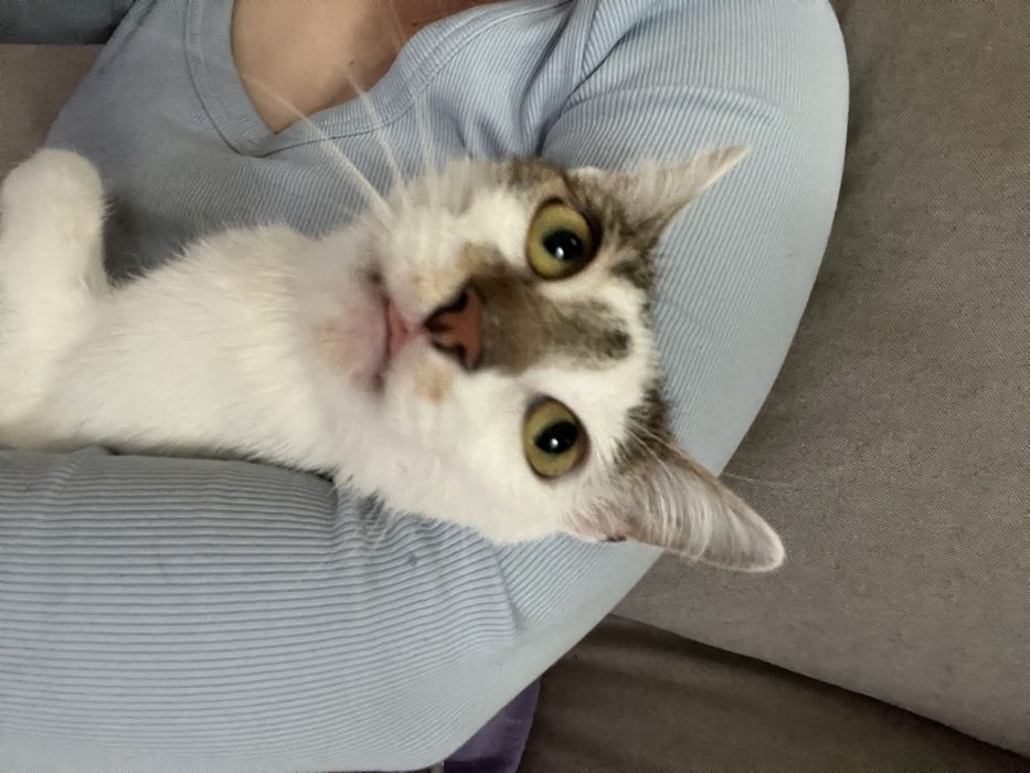 Kociak Tatron szuka swojego domu 2 letni