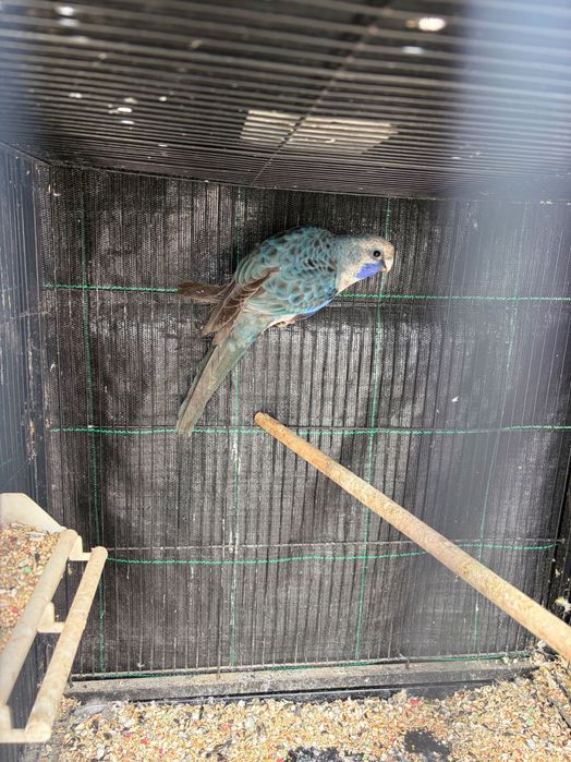 Vendo rosela azul