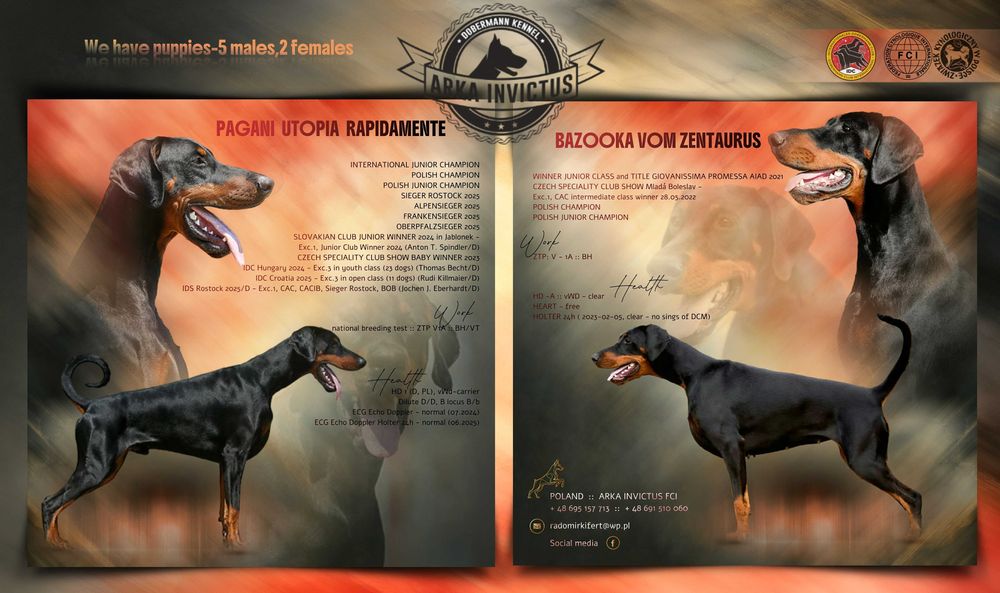 Doberman FCI szczenię, samiec bardzo mocnej budowy