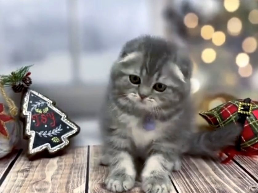 Родилися найкращі  кошенята