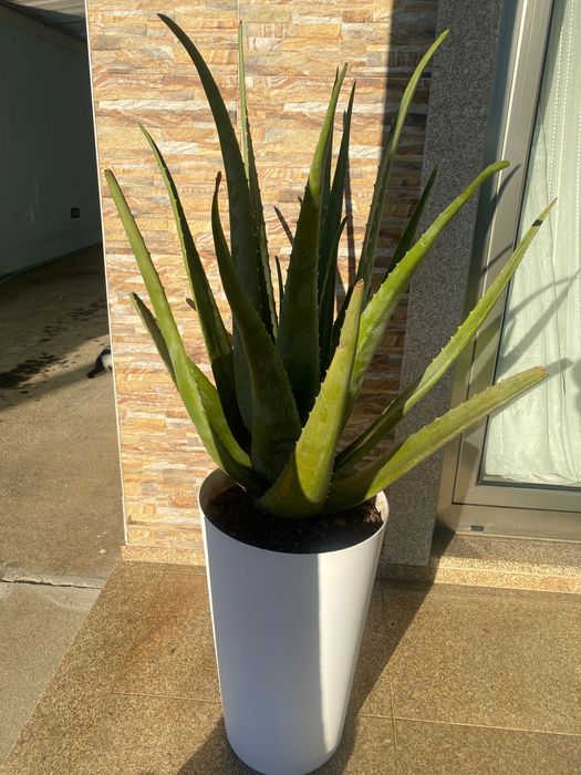 Aloé Vera biológico.xarope do cato!