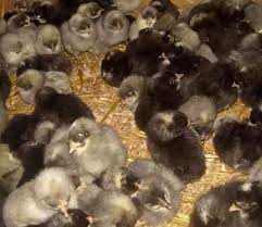 інкубаційне яйце гріз бар