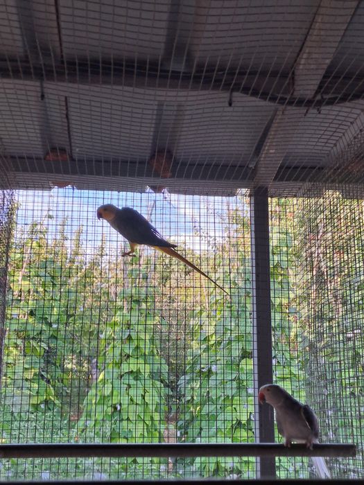 Vendo ou troco lote de  Ring Necks