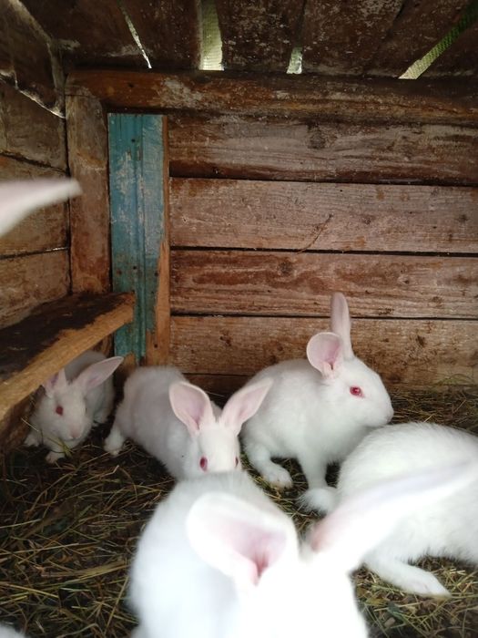 Продам чистокровні кролі Термони, Строкачі та Шиншили
