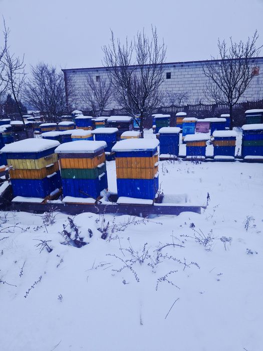 Przezimowane  rodziny pszczele