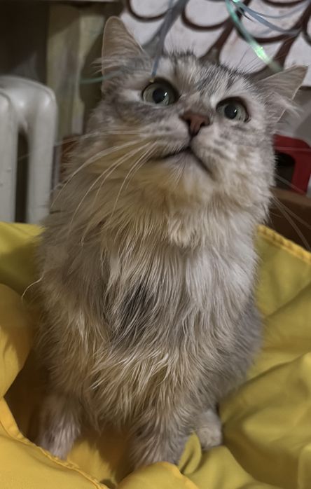 Молодая кошечка в хорошие руки