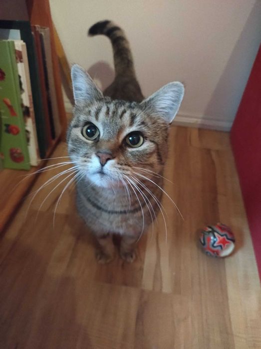 Tekla - kotka szuka domu