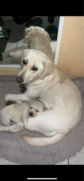 Лабрадор дівчинка