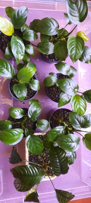 Анубіас Бартера нана, кофефолія