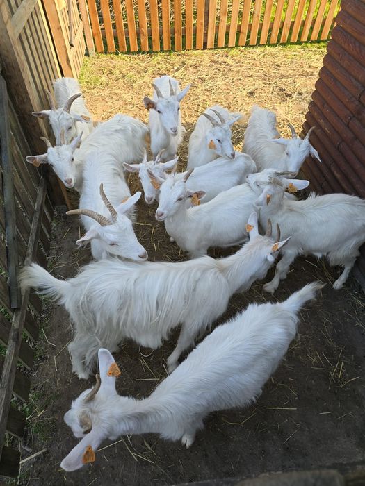 Kozy / Kózki karpackie kilka sztuk