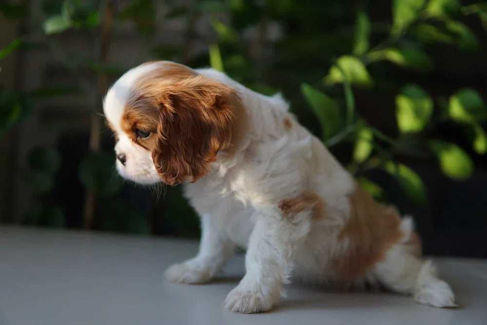 Cavalier disponível