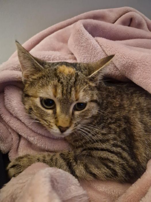 Spokojna Kasia szuka nowej rodziny