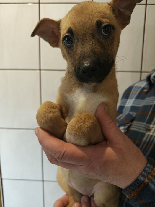 Oddam za darmo szczeniaki