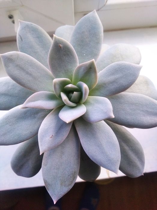 Суккулент Эхеверия