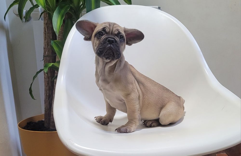 Cachorrinho Bulldog macho