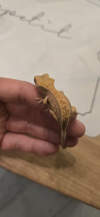 Młode gekony orzęsione piękne odmiany
