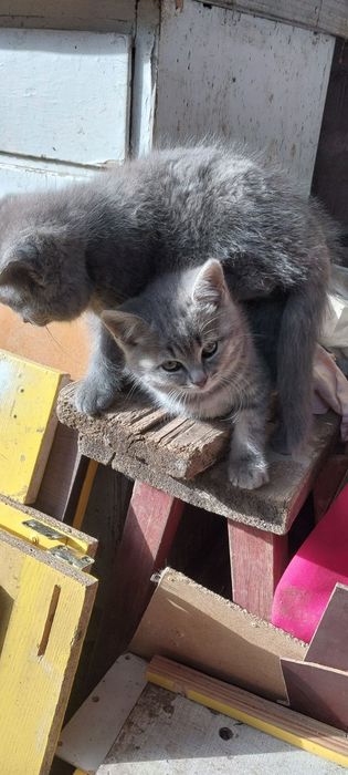 Бесплатно котята 1.5месяца