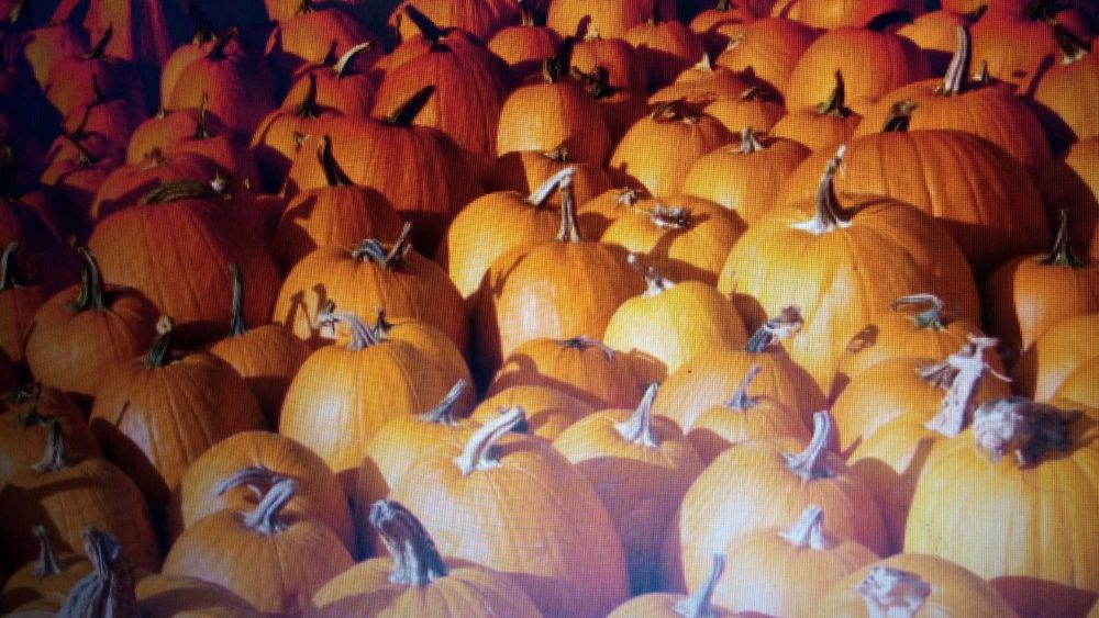 Тыквенные семечки на посадку и еду.